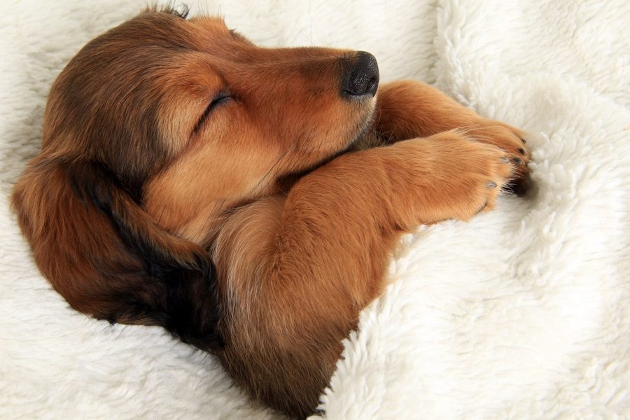 Your Puppy Shaking In Sleep? Should You Be Concerned?