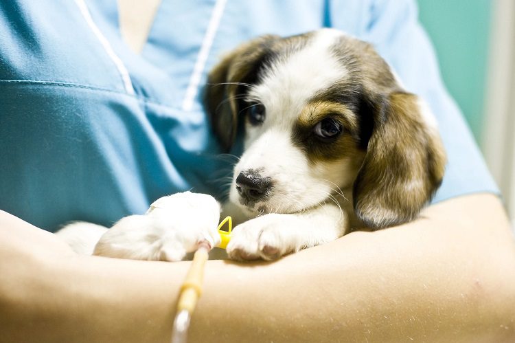 Possible Medical Issues For Puppies Urinating Excessively