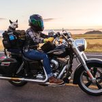 5 Tips For Finding The Perfect Motorcycle Dog Carrier