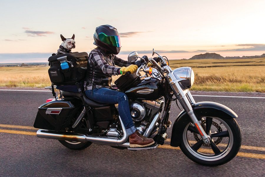 5 Tips For Finding The Perfect Motorcycle Dog Carrier