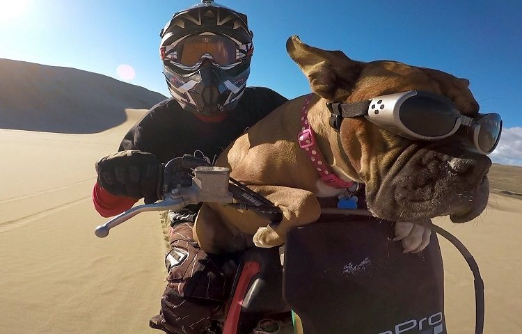 Make Sure Your Dog Is Comfortable With The Motorcycle