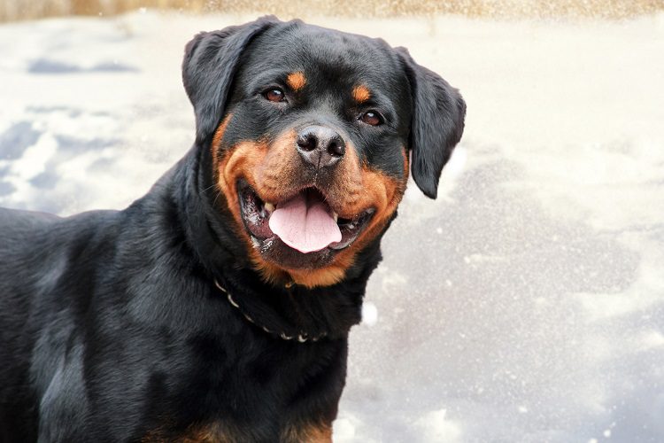 Common Characteristics of the Rottweiler