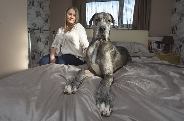 How Much Will I Spend on Caring for a Great Dane?
