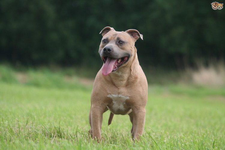 Staffordshire Bull Terrier