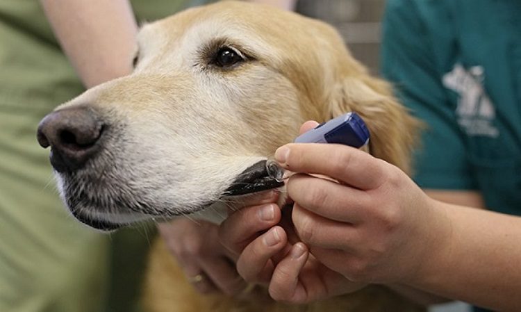 9 Dog Breeds Prone To Diabetes: Unlock The Power Of Prevention