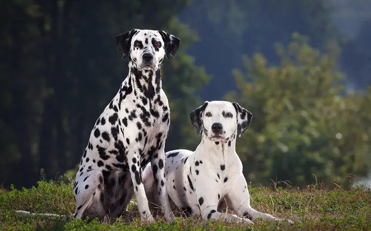 Dalmatians Physical Characteristics