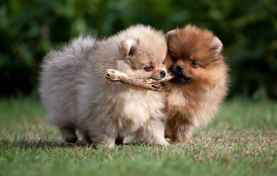 Truth About Pomeranian Price - How Much Does a Pomeranian Cost