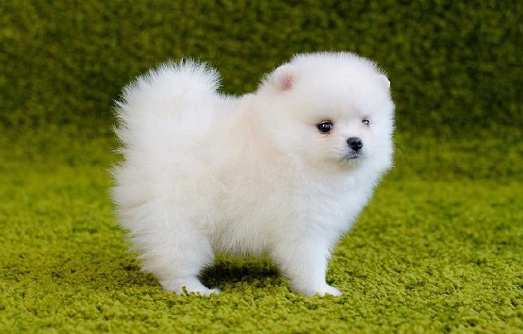 How Much Does a Pomeranian Puppy Cost?