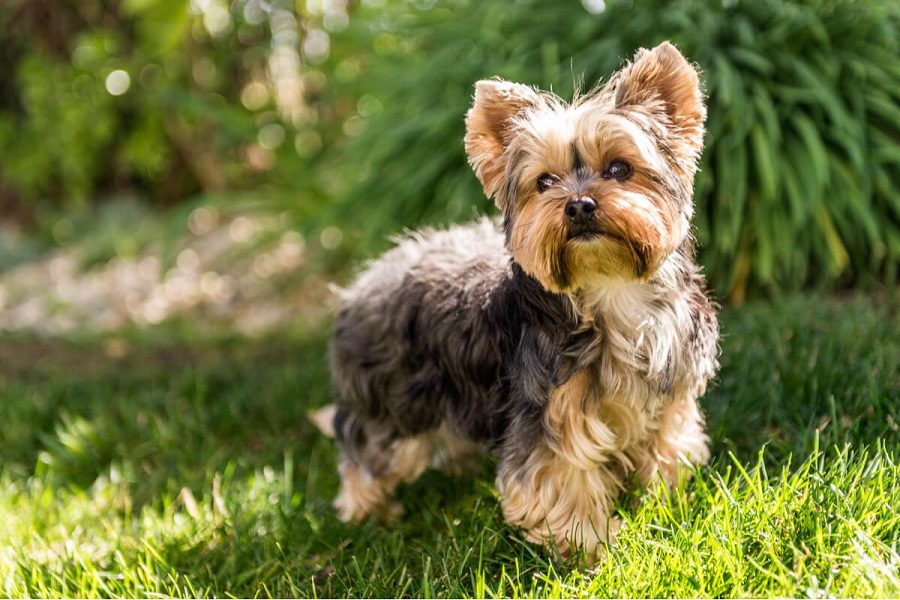 Yorkshire Terrier: Small Dog Breed With a Big Personality