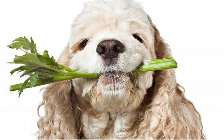 How Much Celery Can Dogs Eat?