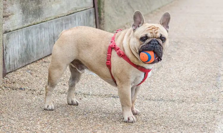 back clip harness on bulldog