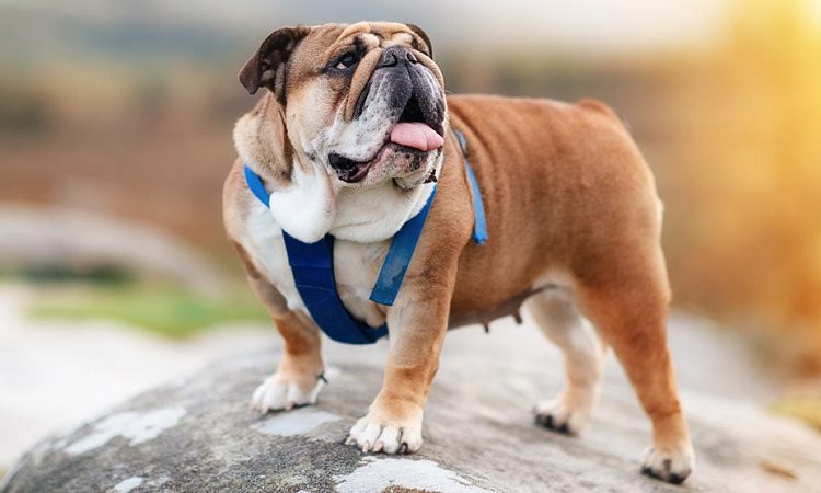 tightening harness on bulldog