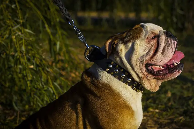 collar for bulldog