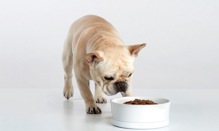 bulldog eating dog food