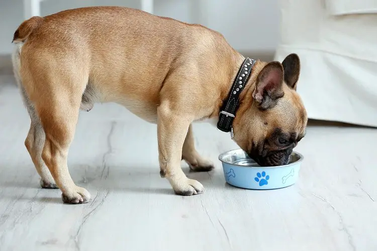 food bowl for bulldog