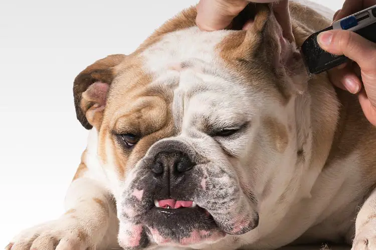 grooming tools for bulldog