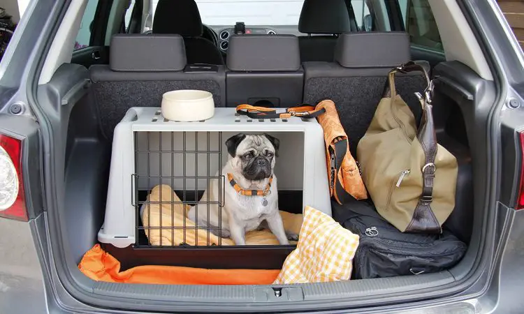 bulldog crate training