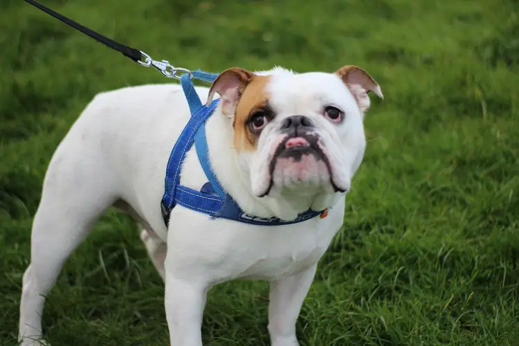 leash for bulldog