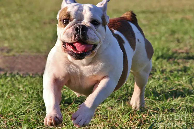 bulldog exercising