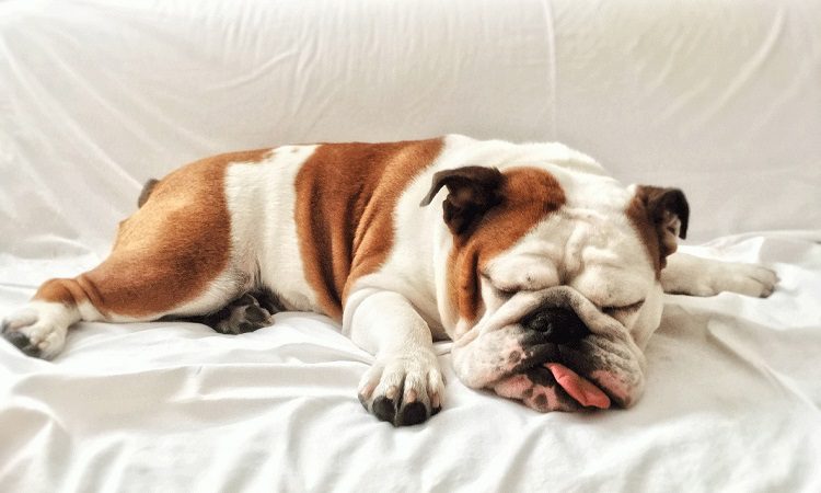 bulldog sleeping on the bed