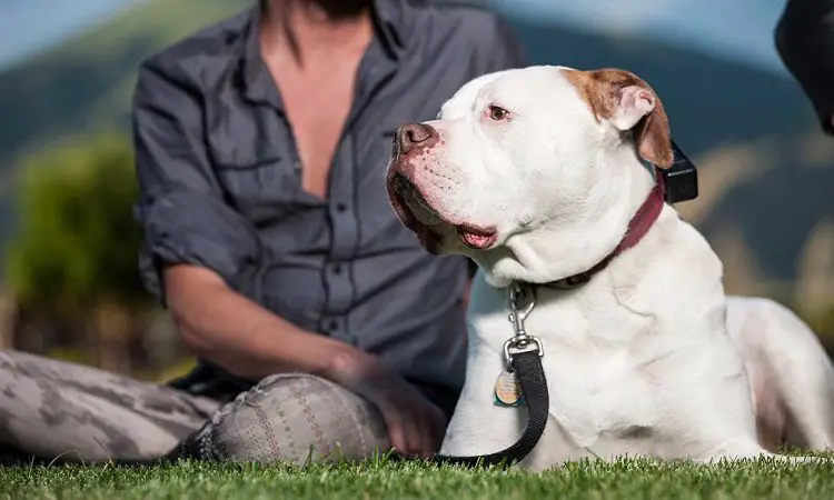 bulldog socializing in the park