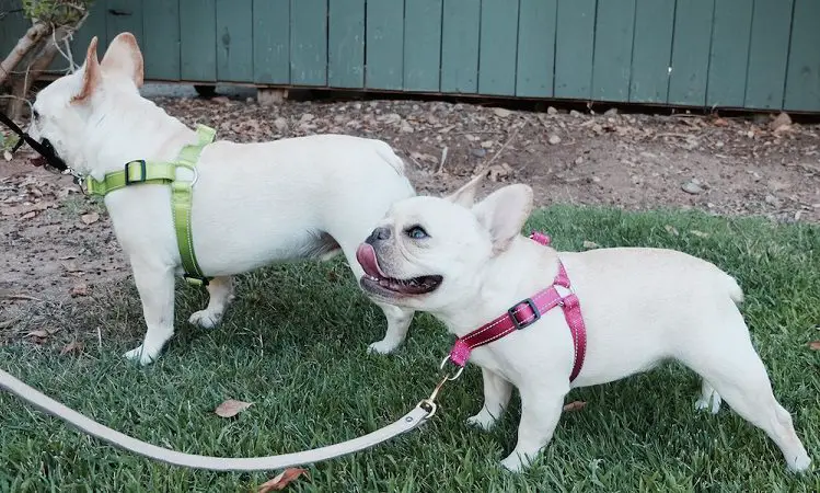 front clip harness on bulldogs