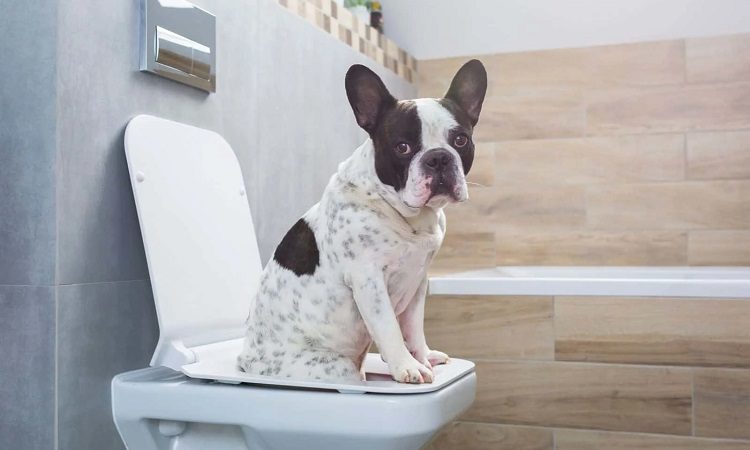 bulldog potty training