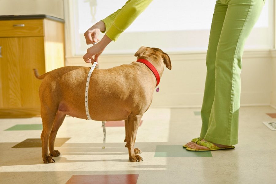 Reasons to Provide The Best Dog Food For Weight Loss For Your Pet