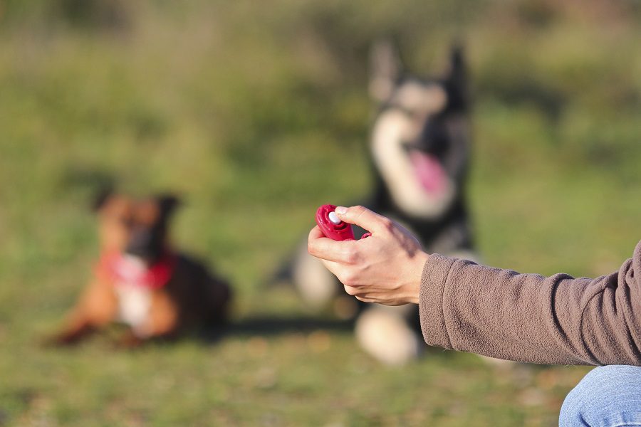 10 Tips For Dog Clicker Training