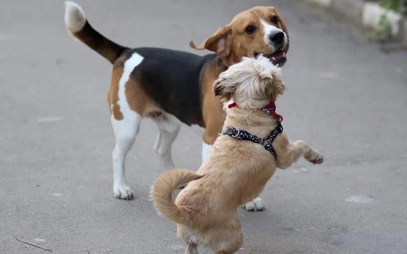 Shih Tzu And Beagle Playing