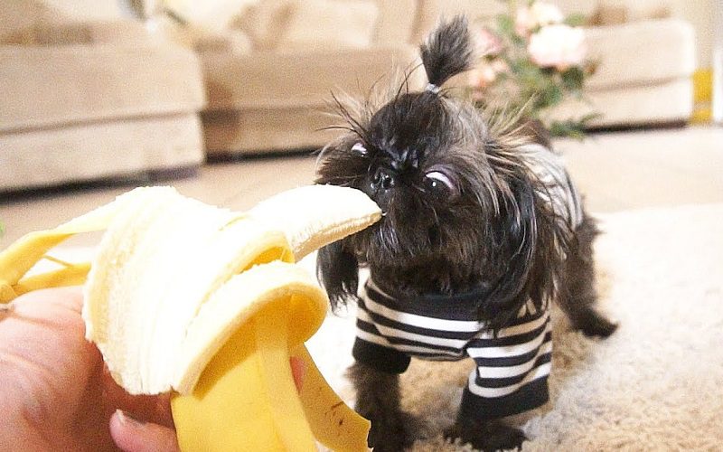 Shih Tzu With A Banana