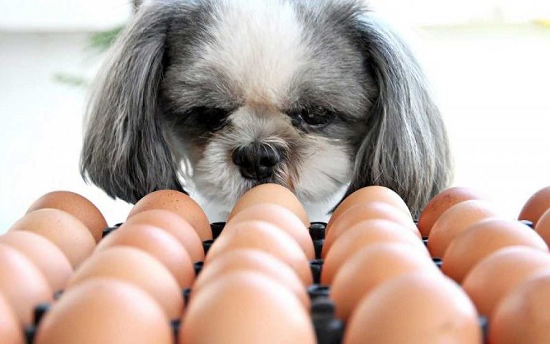 Shih Tzu Looking At Eggs