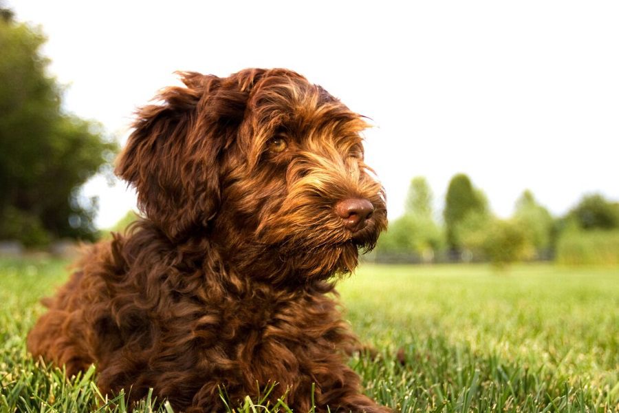 Labradoodle Sitting On Grass