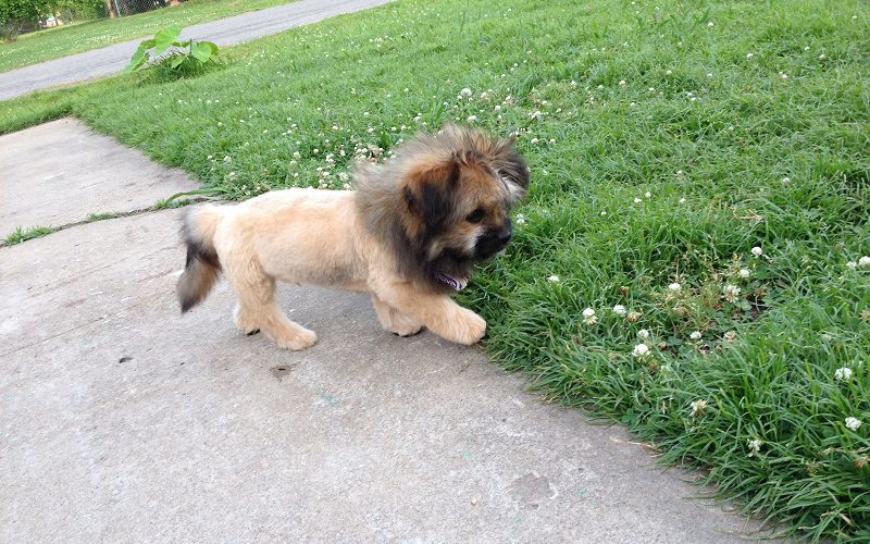 Shih Tzu Dog Lion Haircut