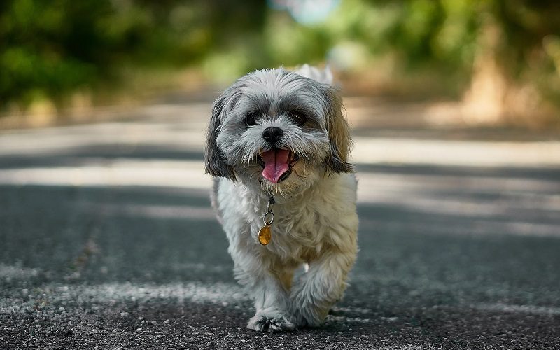 Shih Tzu And Yorkshire Terrier mix