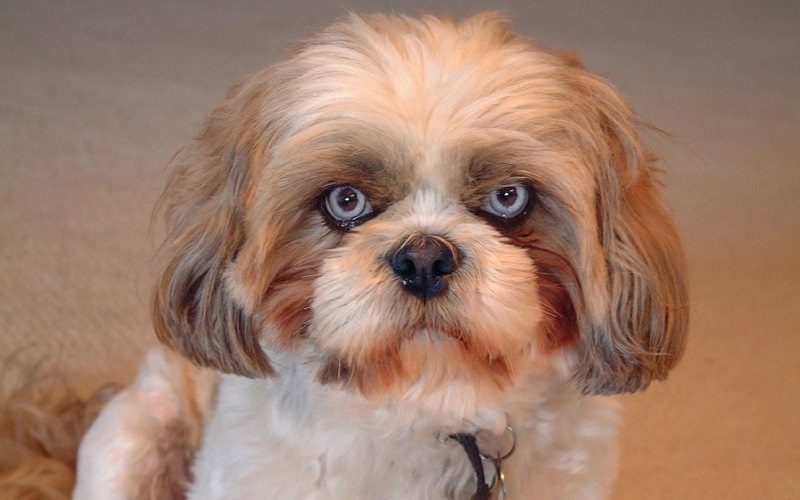 Shih Tzu Different Colored Eyes