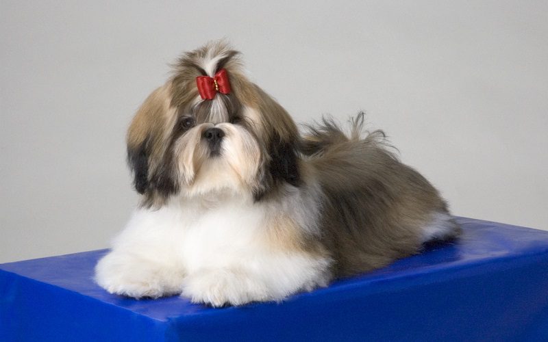 Portrait Of Shih Tzu Puppy