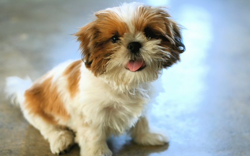 Shih Tzu Puppy Portrait