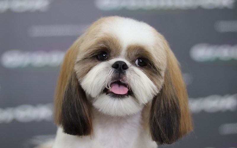 Shih Tzu Dog With A Haircut