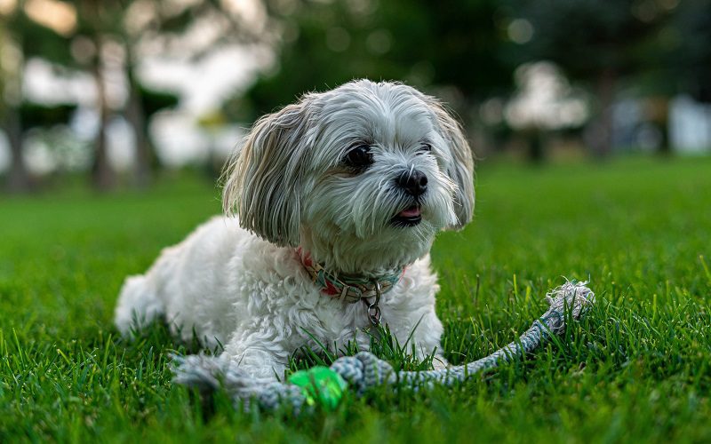 Shih Tzu With A Toy