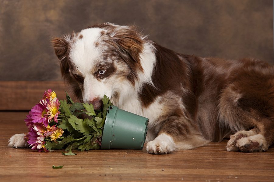 Dog Knocking Over Flower Vase