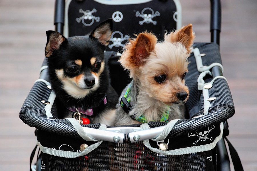 Two Dogs In A Stroller