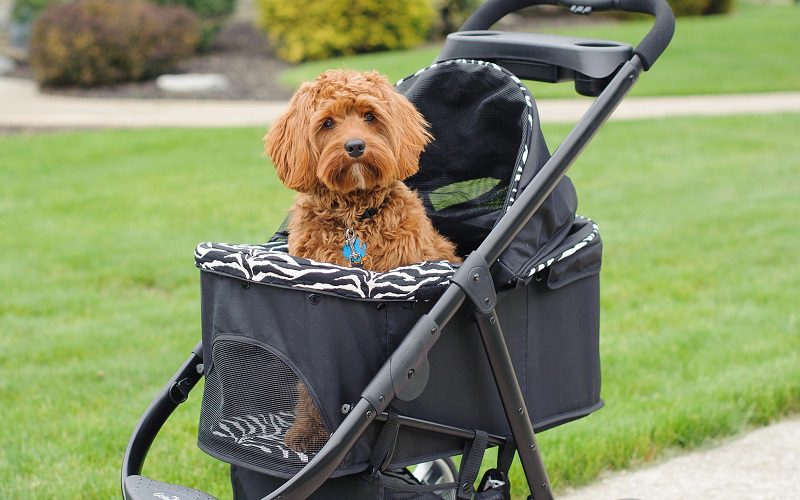 Small Dog In A Stroller