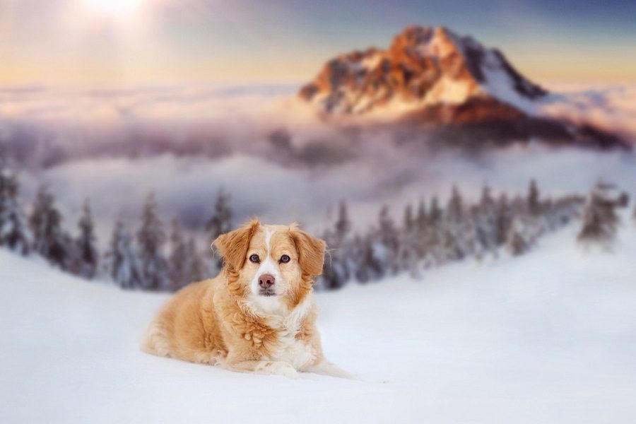 How to Keep Dogs Warm In Winter: Your Essential Guide To Cold-Weather Canine Care
