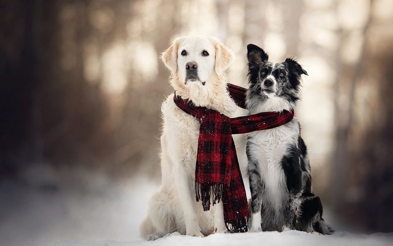 Dogs Wearing A Scarf