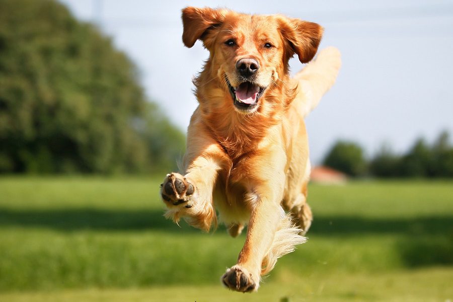 Healthy Happy Dog Running