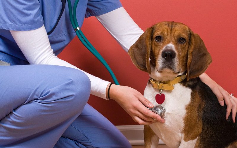 Heartworms Disease In Dogs