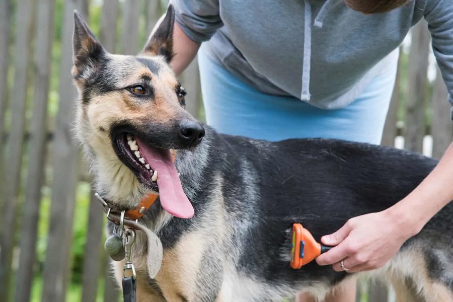 Care Tips for German Shepherd: Nurturing A Happy Canine