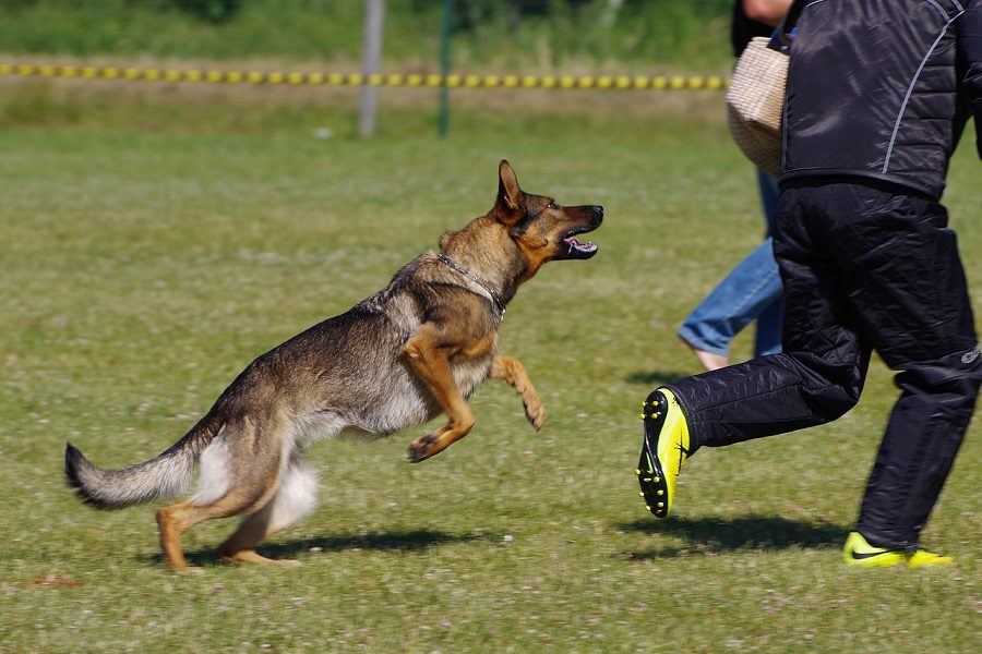 Avoid The Most Common Training Mistakes For Your GSD Puppy