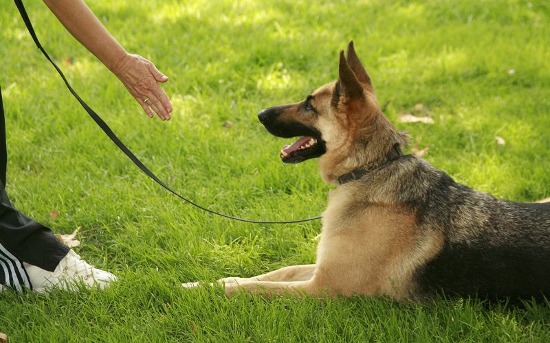Dog Being Trained